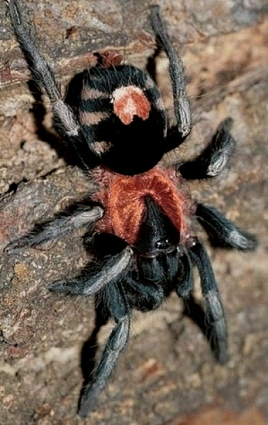 Cyriocosmus elegans, juvenil